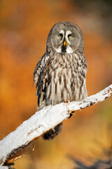 The great grey owl or great gray owl (Strix nebulosa) is a very large owl, documented as the world's largest species of owl by length.