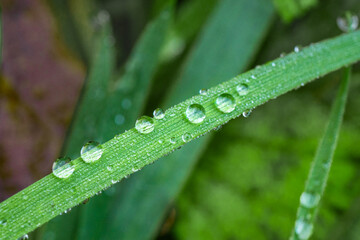 A close up macro photograph of condensed water droplets on fresh vibrant colored grass in the british countryside