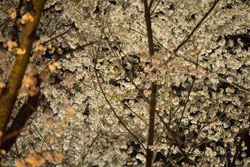 Night bloom Matsumoto