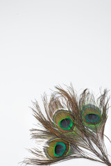 photophone:three  peacock feathers in the corner on a white background