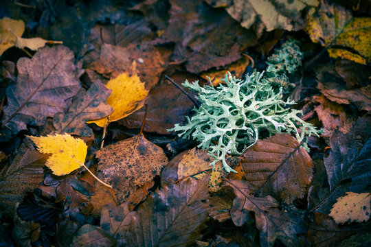 Oakmoss (evernia prunastri) from the Parmeliaceae family of lichens photographed on a bed of mixed birch, oak, beech and other leaves in an english forest in autumn