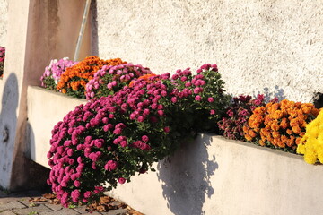 Chrysanthèmes multicolores dans un bac à fleurs en béton, ville de Corbas, département du Rhône, France