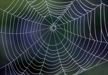 The geometry of the network and water droplets on spider threads.