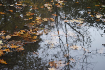 Feuilles de chêne flottantes