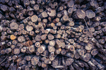 A stack of freshly cut coppiced tree trunks and branches in the beautiful british countryside that...