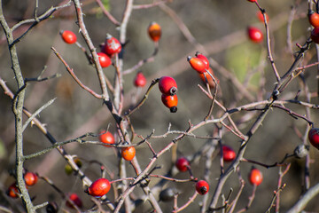 Bush with rosehips. Wild fruits with many beneficial properties for human health