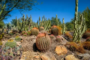 Rolgordijnen Saguaro, barrel cactus © Ken