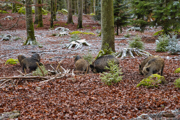 Wildschwein Eber Rudel beim Fressen im Wald im Winter mit Jungtieren