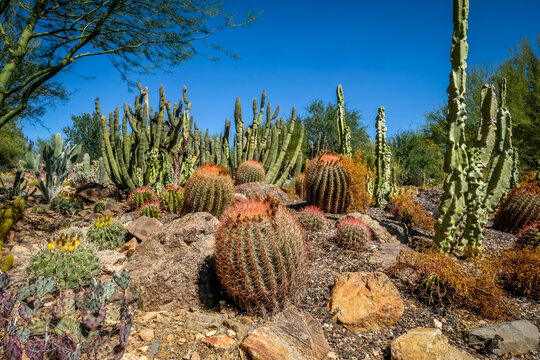 Saguaro, barrel cactus