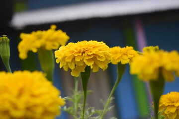 Marigold flower, it is herbaceous plants in the sunflower family