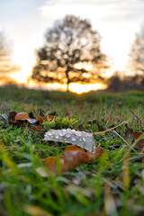 autumn in the forest