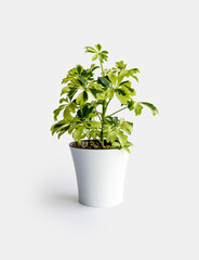 young Schefflera variegated a potted plant isolated over white Schefflera Arboricola Janine