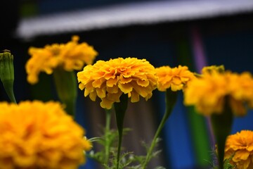 Marigold flower, it is herbaceous plants in the sunflower family