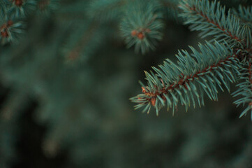 Fototapeta na wymiar Spruce branches, Christmas tree, spruce branches close-up