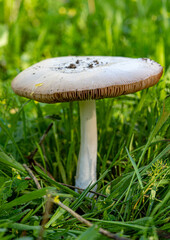 A wild mushroom in the grass
