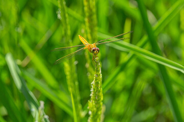 dragonfly on a green leaf.Damselfly on leaf with in the morning blur.