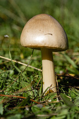 A wild mushroom in the grass

