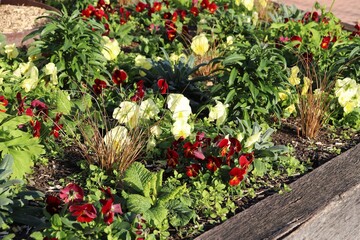 Fleurs de pensées blanches et rouges en automne, ville de Corbas, département du Rhône, France