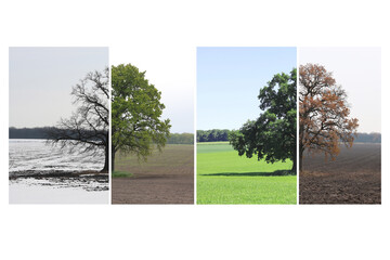 Abstract image of lonely tree in winter without leaves on snow, tree in spring on grass, tree in summer on grass with green foliage and autumn tree with red-yellow leaves as symbol of four seasons