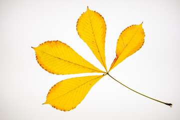 autumn leaves at white background