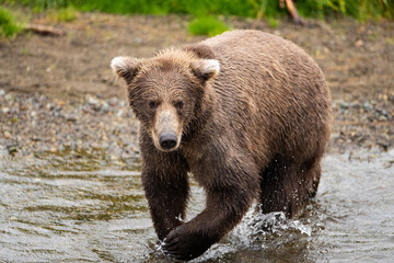 Naklejka na ściany i meble Wild Alaskan Grizzly Bear splashing in river water