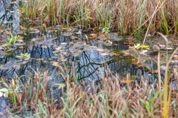 The tree is reflected in the water surface of the pond in the park