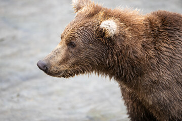 Wild Alaskan Grizzly Bear with wet fur