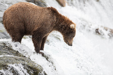 Wild Alaskan Grizzy Bear fishing for salmon on Brooks Falls Waterfall