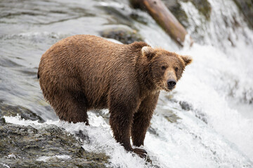 Obraz premium Wild Alaskan Grizzy Bear fishing for salmon on Brooks Falls Waterfall