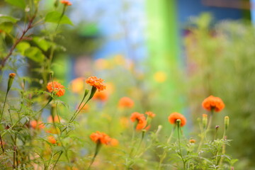 Marigold flower, it is herbaceous plants in the sunflower family