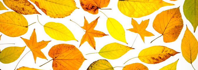 autumn leaves at white background