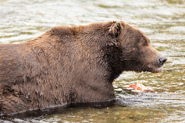 Wild Brown bear eating fresh caught salmon in river