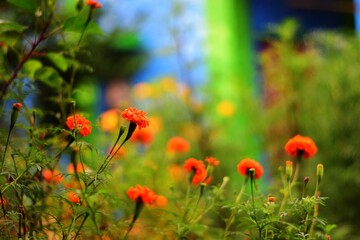 Marigold flower, it is herbaceous plants in the sunflower family