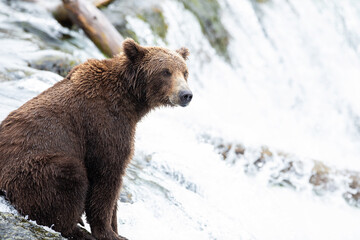Obraz premium Wild Alaskan Grizzly Bear sitting atop Brooks Falls waiting to catch a salmon in Katmai, Alaska