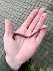 Fototapeta premium long earthworm in the palm of a man