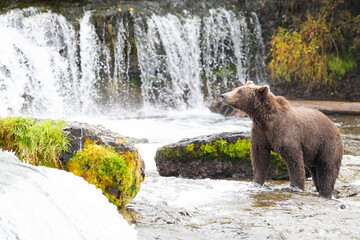 Wild Grizzly Bear in Katmai, Alaska