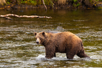 Obraz na płótnie Canvas Wild Grizzly Bear in Katmai, Alaska