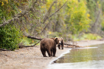 Two wild Alaskan Grizzly Bears on beach at Lake Brooks in Katmai, Alaska