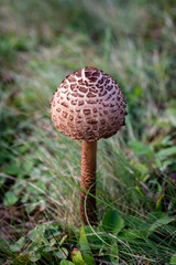 Round-headed parasol mushroom (Macrolepiota procera). Close up of brown spotted tall edible fungus on a field.