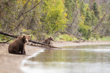 Two wild Alaskan Grizzly Bears on beach at Lake Brooks in Katmai, Alaska