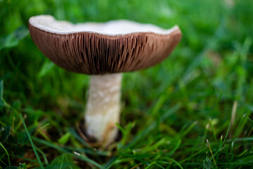 Fully opened up field mushroom on a field. Close up of white and brown fungus in green grass