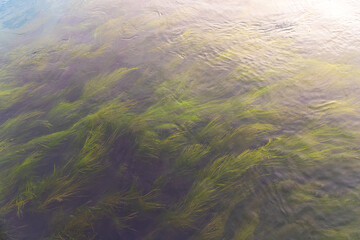 Green weeds flowing in Alaskan river