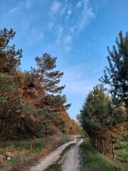 road in autumn