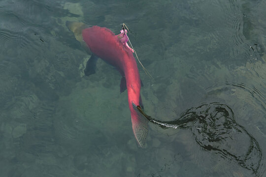 Bright red sockeye salmon foul hooked on a fin