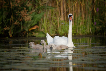 White swan with her baby on the lake