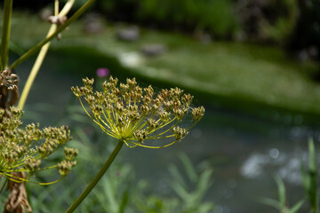 Background with dill umbrella closeup. Garden plant. Fragrant dill on the garden in the garden