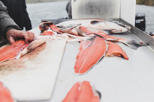 Fresh caught coho salmon filleted on outdoor cutting board