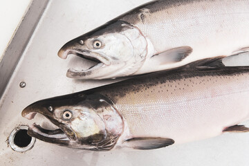 Fresh caught Alaskan coho salmon
