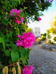 flowers in the garden