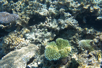 Naklejka na ściany i meble A view of coral reef in the sea